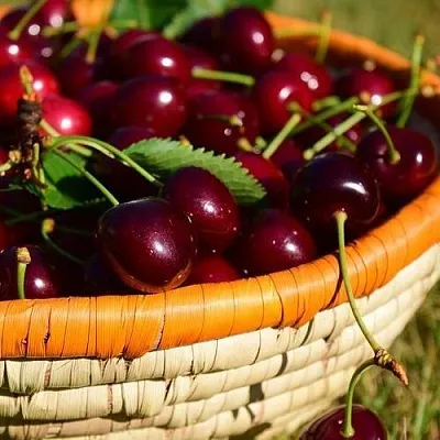 Вишня НЕСВИЖСКАЯ в Санкт-Петербурге