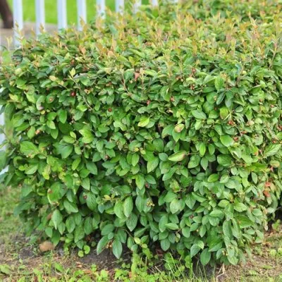 Кизильник блестящий в Санкт-Петербурге