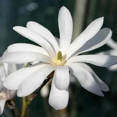 Магнолия РОЯЛ СТАР  Магнолия РОЯЛ СТАР в Санкт-Петербурге