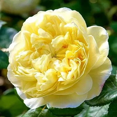 Саженцы роз ЧАРЛЬЗ ДАРВИН английская  Саженцы роз ЧАРЛЬЗ ДАРВИН английская в Санкт-Петербурге