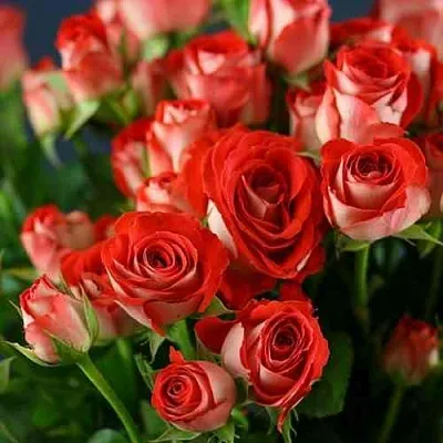 Саженцы роз ЗОДИАК спрей  Саженцы роз ЗОДИАК спрей в Санкт-Петербурге