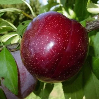 ШАРАФУГА  ШАРАФУГА в Санкт-Петербурге