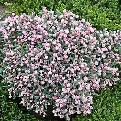 Андромеда БЛЮ АЙС многолистная  Андромеда БЛЮ АЙС многолистная в Санкт-Петербурге