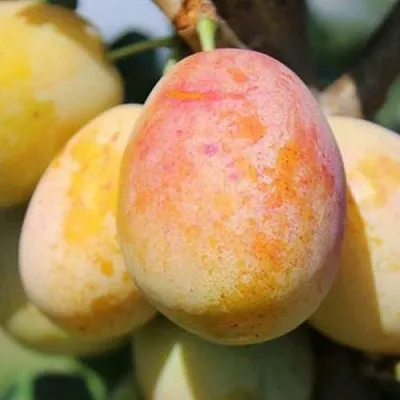 АПРИМИРА  АПРИМИРА в Санкт-Петербурге