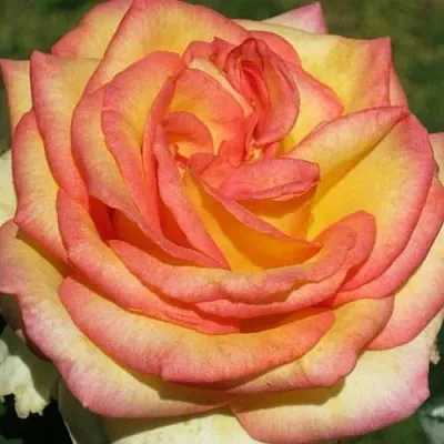 Саженцы роз АМАЗОНКА чайно-гибридная  Саженцы роз АМАЗОНКА чайно-гибридная в Санкт-Петербурге