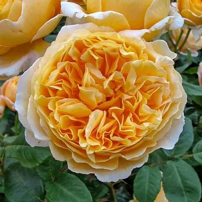 Саженцы роз БЕАТРИС английская  Саженцы роз БЕАТРИС английская в Санкт-Петербурге