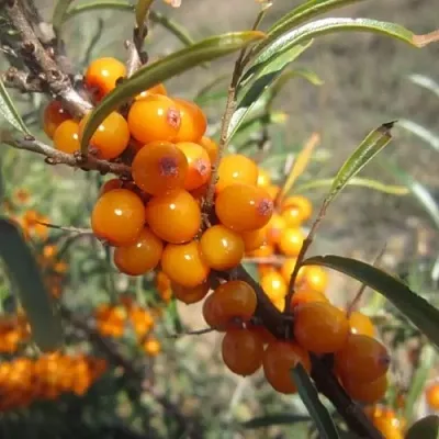 Облепиха СУДАРУШКА  Облепиха СУДАРУШКА в Санкт-Петербурге