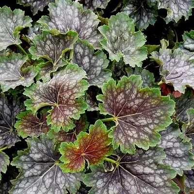 Гейхера МАРВЕЛОС МАРБЛ СИЛЬВЕР  Гейхера МАРВЕЛОС МАРБЛ СИЛЬВЕР в Санкт-Петербурге