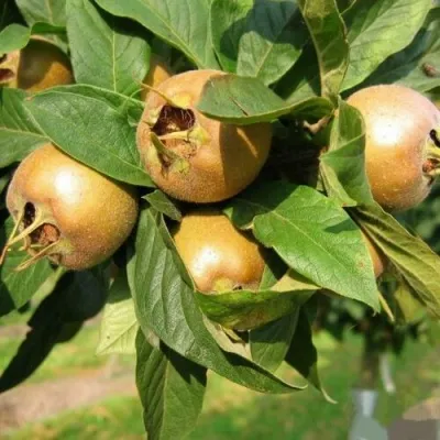 МУШМУЛА  — описание сорта МУШМУЛА  в Санкт-Петербурге