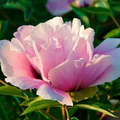 Пион ВРАТА ХРАМА древовидный   Пион ВРАТА ХРАМА древовидный  в Санкт-Петербурге