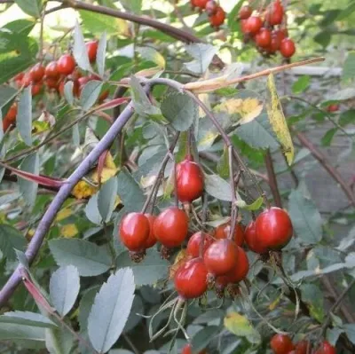 Саженцы роз сизая — описание сорта Саженцы роз сизая в Санкт-Петербурге