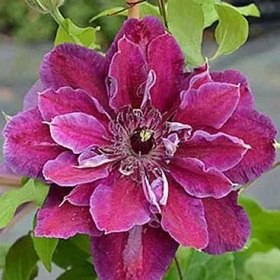 Клематис МАЙ БЬЮТИ  Клематис МАЙ БЬЮТИ в Санкт-Петербурге