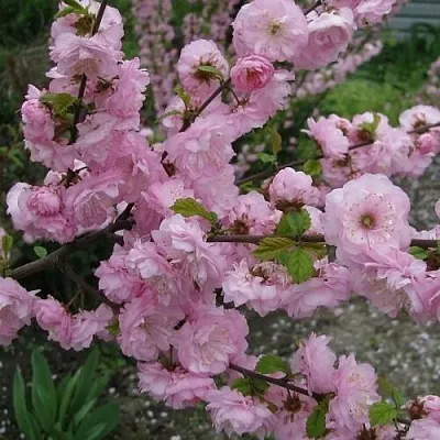 Миндаль ТРЁХЛОПАСТНЫЙ (луизеания) в Санкт-Петербурге