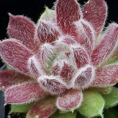 Молодило ТАРАНТУЛА в Санкт-Петербурге