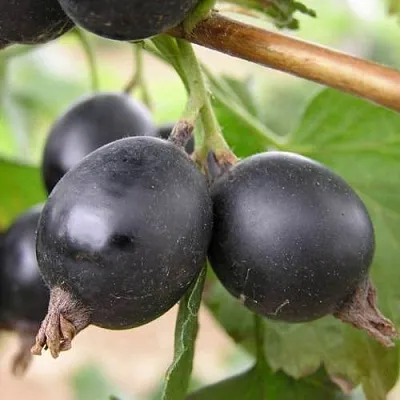 ЙОШТА  ЙОШТА в Санкт-Петербурге