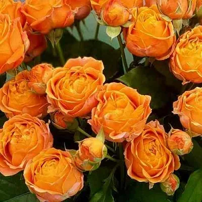 Саженцы роз КОРАЛ БАБЛС спрей  Саженцы роз КОРАЛ БАБЛС спрей в Санкт-Петербурге