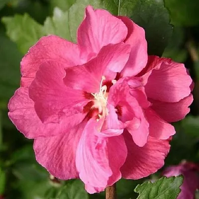 Гибискус ДЮК ДЕ БРАБАНТ сирийский   Гибискус ДЮК ДЕ БРАБАНТ сирийский  в Санкт-Петербурге