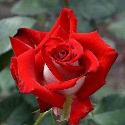 Саженцы роз АЛЬЯНС чайно-гибридная  Саженцы роз АЛЬЯНС чайно-гибридная в Санкт-Петербурге