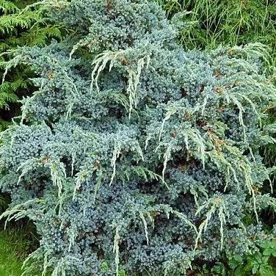 Можжевельник БЛЮ АЛЬПС китайский  Можжевельник БЛЮ АЛЬПС китайский в Санкт-Петербурге