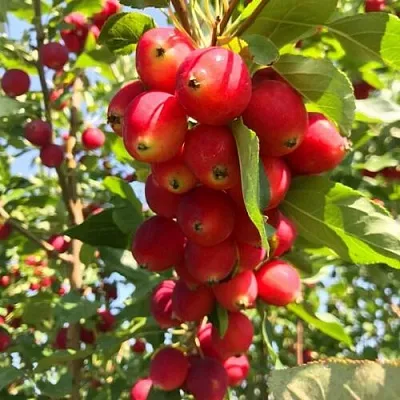 Яблоня КИТАЙКА ДОЛГО декоративная  Яблоня КИТАЙКА ДОЛГО декоративная в Санкт-Петербурге