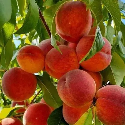 Персик ПОСОЛ МИРА  Персик ПОСОЛ МИРА в Санкт-Петербурге