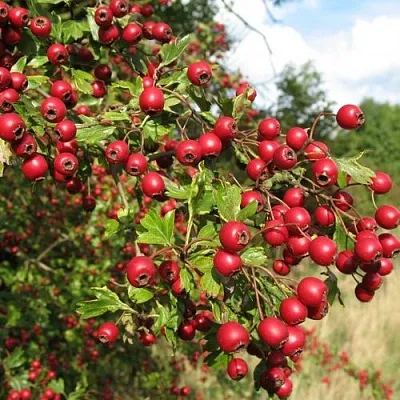 Боярышник ЗБИГНЕВ  Боярышник ЗБИГНЕВ в Санкт-Петербурге