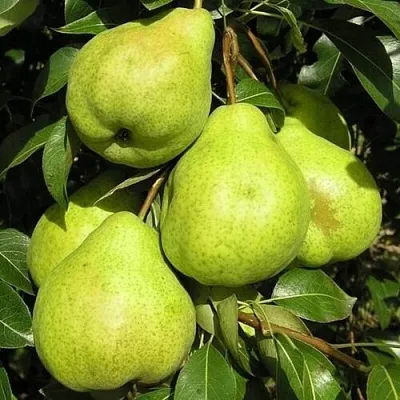 Груша АВГУСТОВСКАЯ РОСА в Санкт-Петербурге