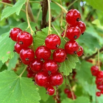 Смородина красная МААРСЕС ПРОМИНЕНТ  Смородина красная МААРСЕС ПРОМИНЕНТ в Санкт-Петербурге