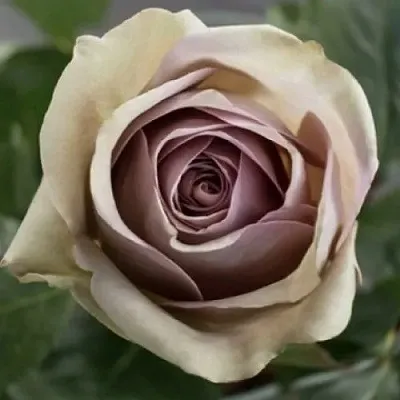 Саженцы роз АМНЕЗИЯ чайно-гибридная  Саженцы роз АМНЕЗИЯ чайно-гибридная в Санкт-Петербурге