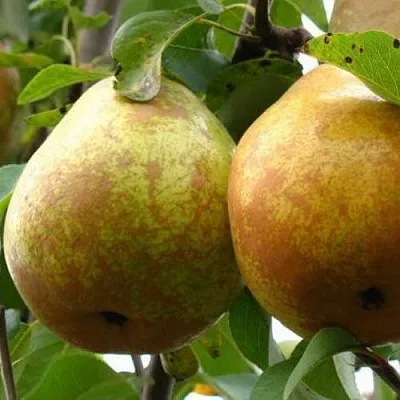 Груша БЕЛОРУСКА в Санкт-Петербурге