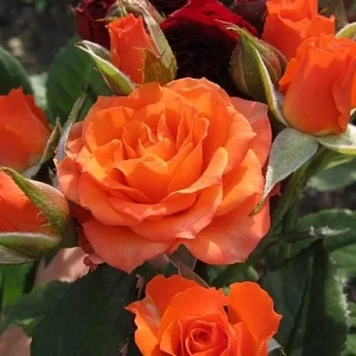 Саженцы роз АЛЕГРИЯ спрей  Саженцы роз АЛЕГРИЯ спрей в Санкт-Петербурге