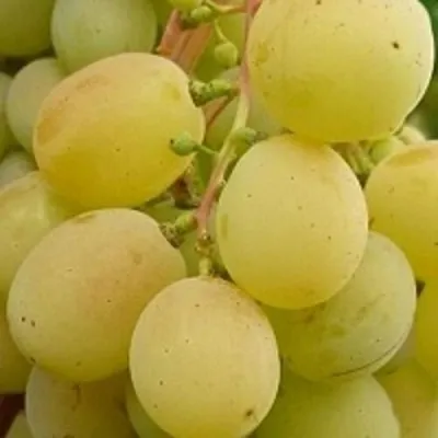 Виноград ТАЛИСМАН в Санкт-Петербурге