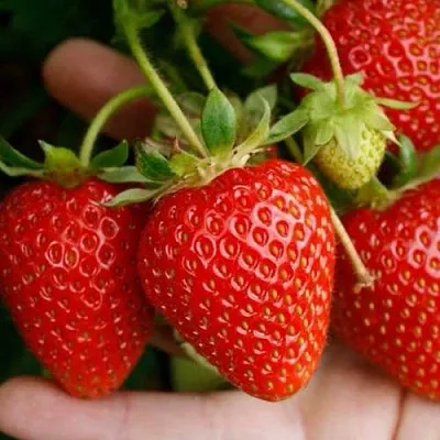 Клубника ПОРТОЛА ремонтантная  Клубника ПОРТОЛА ремонтантная в Санкт-Петербурге