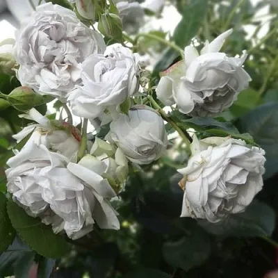 Саженцы роз ГРИЗЕЛИС шраб  Саженцы роз ГРИЗЕЛИС шраб в Санкт-Петербурге