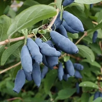 Жимолость съедобная ТОМИ японская в Санкт-Петербурге