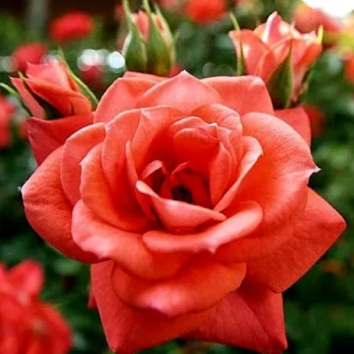 Ремонтантные гибриды в Санкт-Петербурге