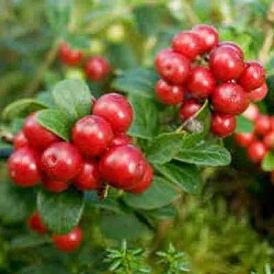 Брусника садовая РУНО БЕЛЯВСКИ  Брусника садовая РУНО БЕЛЯВСКИ в Санкт-Петербурге