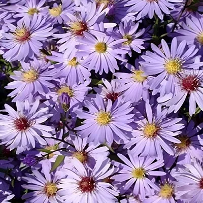 Астра БЛЮ ХЕВЕН сердцелистная  Астра БЛЮ ХЕВЕН сердцелистная в Санкт-Петербурге