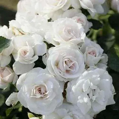 Саженцы роз АСПИРИН флорибунда  Саженцы роз АСПИРИН флорибунда в Санкт-Петербурге