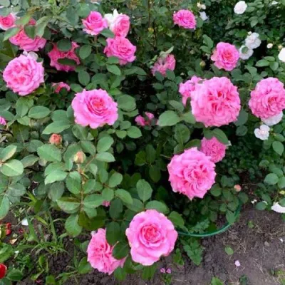 Саженцы роз ЭШЛИ чайно-гибридная — описание сорта Саженцы роз ЭШЛИ чайно-гибридная в Санкт-Петербурге