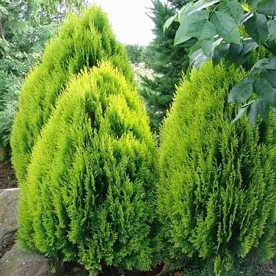Туя восточная  Туя восточная в Санкт-Петербурге