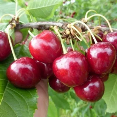 Вишня КОЛОННОВИДНАЯ в Санкт-Петербурге