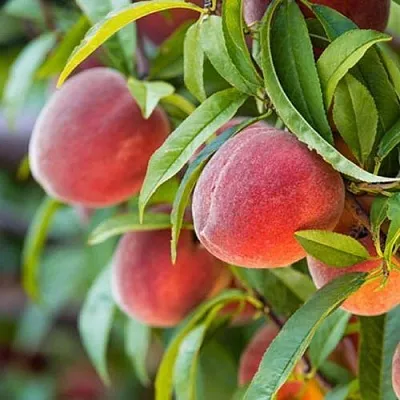 Персик РЭД ХЕВЕН  Персик РЭД ХЕВЕН в Санкт-Петербурге