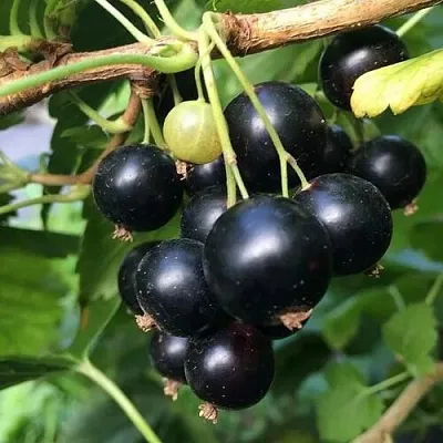 Смородина чёрная ДАБРАДЗЕЯ в Санкт-Петербурге