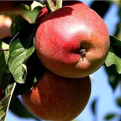 Яблоня АНТЕЙ КИЕВСКИЙ колонновидная  Яблоня АНТЕЙ КИЕВСКИЙ колонновидная в Санкт-Петербурге