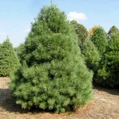 Сосна ВЕЙМУТОВА  Сосна ВЕЙМУТОВА в Санкт-Петербурге