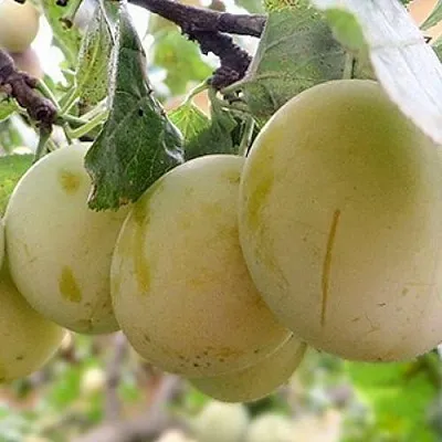 Слива УТРО  Слива УТРО в Санкт-Петербурге