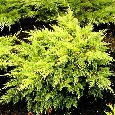 Можжевельник МОРДИГАН ГОЛД средний  Можжевельник МОРДИГАН ГОЛД средний в Санкт-Петербурге