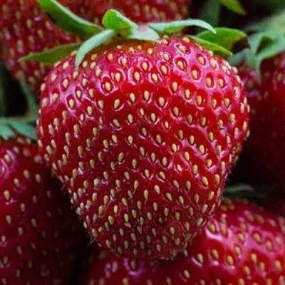 Клубника НАНДИ  Клубника НАНДИ в Санкт-Петербурге