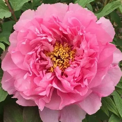 Пион РОЗОВЫЙ ЛОТОС древовидный  Пион РОЗОВЫЙ ЛОТОС древовидный в Санкт-Петербурге